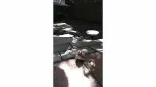 Baby bird with broken wing...