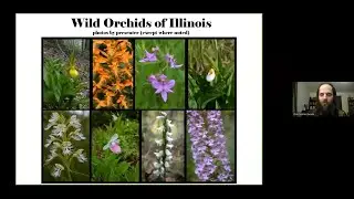 Wild Orchids of Illinois