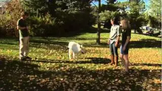Wolf Encounters at the Edmonton Valley Zoo
