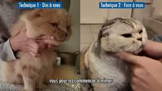 Brosser les dents de son chat - [Tuto] Conseils vétérinaires