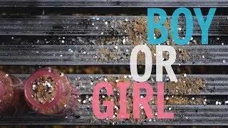 Touchdowns or Tutus? | Gender Reveal