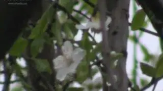 Canon Legria HF M36 video sample - daylight