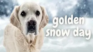 English Golden Retrievers Get a Snow Day