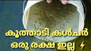 കൂത്താടി എങ്ങനെ കൾചർ ചെയാം | ഒരു രൂപ ചിലവ് ഇല്ലാതെ  | Mosquito culture Malayalam | zero cost method
