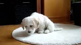 Lotus &auml;ter hundkex