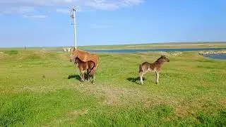 One foal wags tail, other is horse nearby / Один жеребёнок 🐴 машет хвостом,второй - с лошадью рядом+