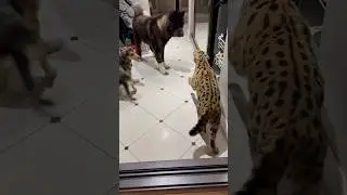 Oops! Dangerous situation 😬 #serval #cats #animals #dog #americanakita