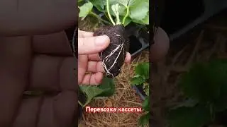 Рассада #2024 #farming #strawberryfarming #food #strawberrycultivation #garden #strawberryfarm