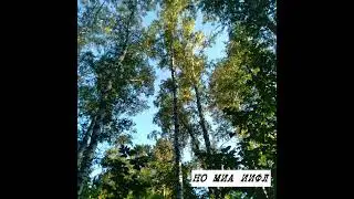 НО МИА ИИФЛ - Песня Муравья #summer #nomiaiifl #music #novosibirsk #electronic