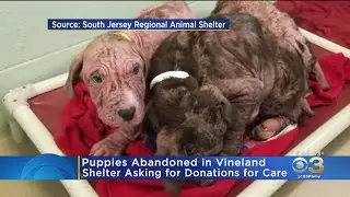 Local Animal Shelter Asking For Donations For Abandoned Puppies