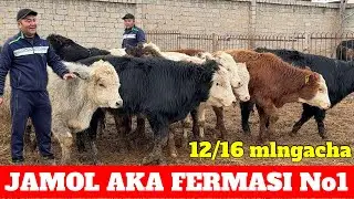 JAMOL AKA 12 mlndan BUQALARI KELDI BOSHLANISH NARXLARI 300 TASI YO'LDA