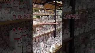 Luckiest place in Japan? Lucky cat temple