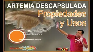 ARTEMIA DESCAPSULADA propiedades y Usos GLOBAL DRY 2018