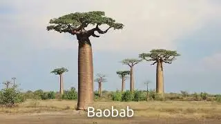 Trees for Kids! | Learn Tree Names & Species in English | NRMedia