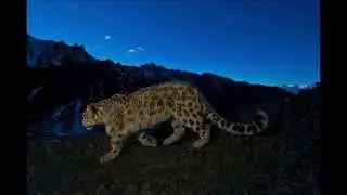 Steve Winter on the Snow Leopard