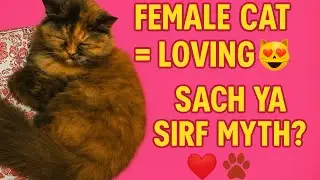 6 Facts About Female Persian Cat | Female Cat Apna Pyaar Kaise Dikhati Hai? 💖🐾