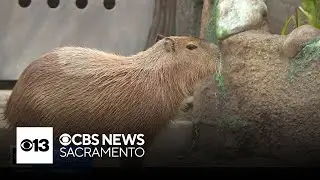 Sacramento Zoo completes new capybara habitat