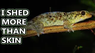 Fish scale Gecko facts: scales like sticky notes! | Animal Fact Files