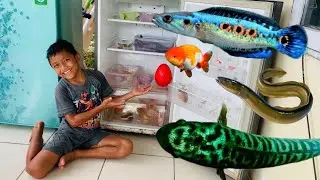 Menemukan Ikan Dalam Kulkas Ikan Channa, Lele, Koi, Koki, Glofish, Molly, Cupang, Ikan Sapu Sapu