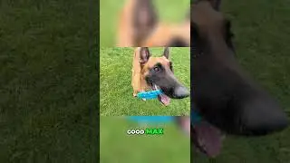 Dog's Amazing Balance & Obedience! Watch This! #shorts