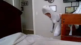sockys voice