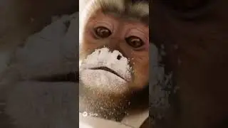 Monkey Chef Disaster | AI Pancake Chaos