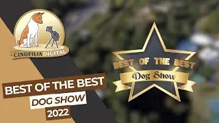 Best of The Best Dog Show 2022 | Exposição de cães | Cinofilia Digital