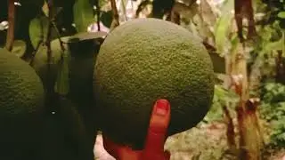 Teleport Anywhere! 🌍 Green Screen Portal Effect