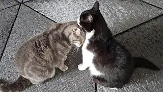 Cat Adorably Demands Attention From Other Cat