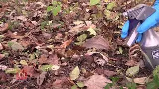 Invasive Plant Removal Guide: Stump Cut