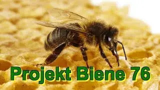 Projekt Biene 76 - Bienen fliegen im Winter, Bienebaumsamen holen, Propolis