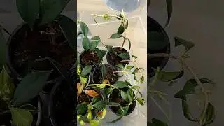 Stecklingsbox Myrcianthes pungens - Vermehrungsversuch - Teil 2 #tropicalfruittrees