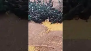 Duck's eating grains | wild Ducks | Duck's Feed. #shorts #birds #nature