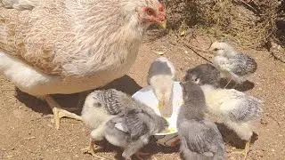 Pollitos de 3 semanas 