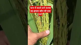 amistar top syngenta | amistar top fungicide #dhankheti #dhankikheti #parveenfarming #npkfertilizer