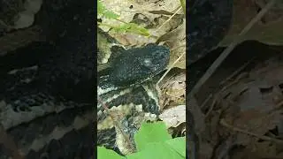 Found a timber rattlesnake while foraging 🐍