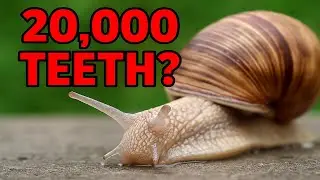 Snails Have 20,000 Teeth?!