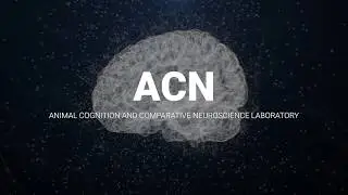 CIMeC UniTrento | Laboratories Animal Cognition and Comparative Neuroscience Lab (#ACN)