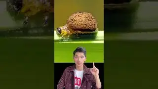 Loại c&ocirc;n tr&ugrave;ng kinh dị Oulema Melanopus