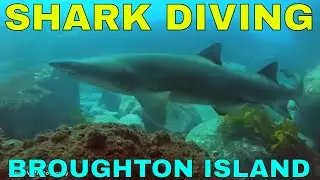 SHARK DIVING NORTH ROCK GUTTERS BROUGHTON ISLAND