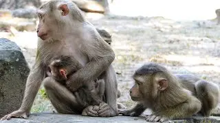 Peaceful calm wildlife |Monkey Leo seems to be in love with newborn baby Lucan