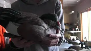 Decoy review Avain X and GHG duck decoys. Which is better?