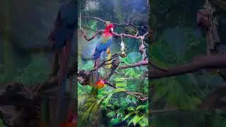Beautiful Bird in aquarium 👌👍 #shorts #aquarium #parrots