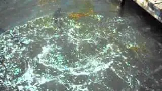 tarpon feeding!!