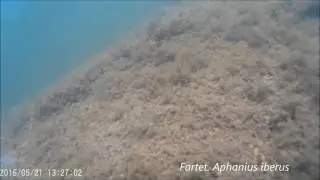 Fartet Murcia. Aphanius iberus