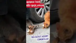 Gato Defensor vs. Gato Fominha