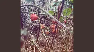 Where Is Charmander?