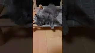 ♪とけそうなグレー猫①(ちょっと起きてビクっとする)