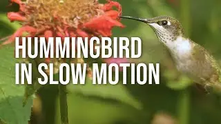 Hummingbird drinking nectar from Bee Balm is 30 seconds of awe