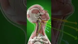 Neck Muscles Exploded View &ndash; 3D Anatomy Animation